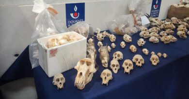 Nearly 400 primate skulls headed for U.S. collectors seized in “staggering” discovery at French airport