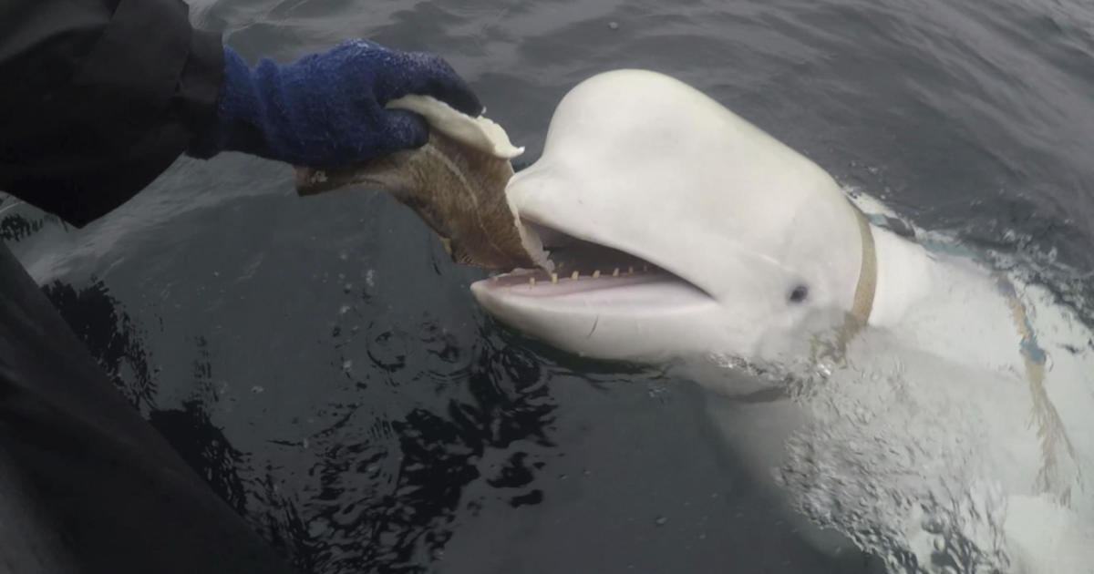 Police say Russian “spy whale” in Norway wasn’t shot to death, as animal rights groups claimed