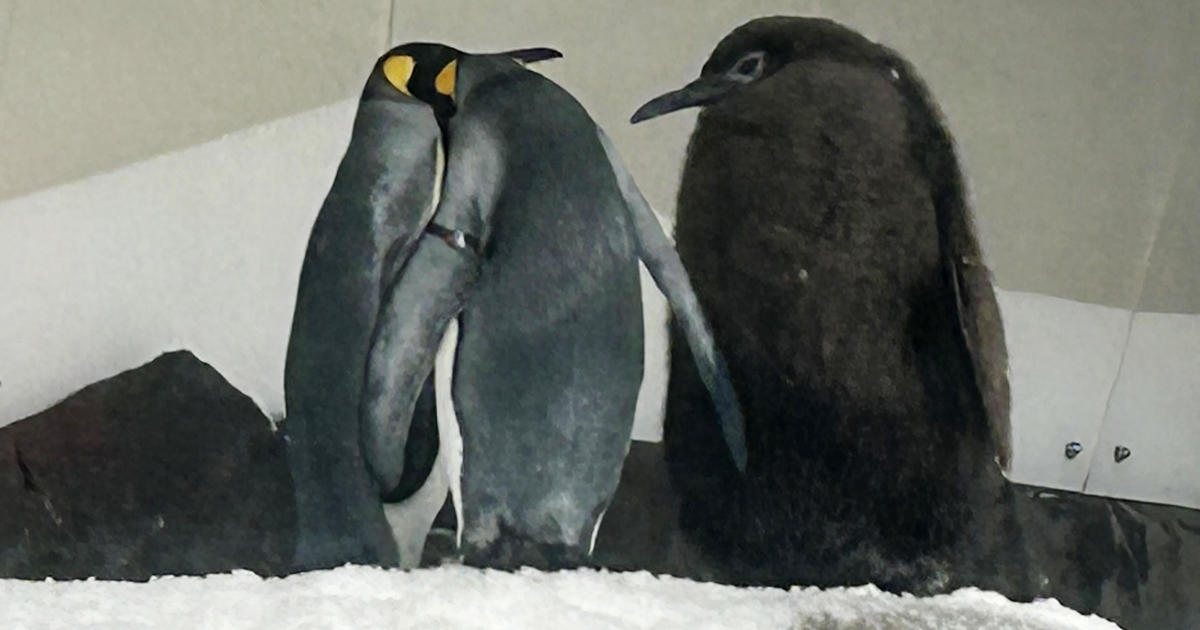 Meet Pesto the Penguin, Australia’s nearly 50-pound baby penguin capturing hearts worldwide with its hefty fluff