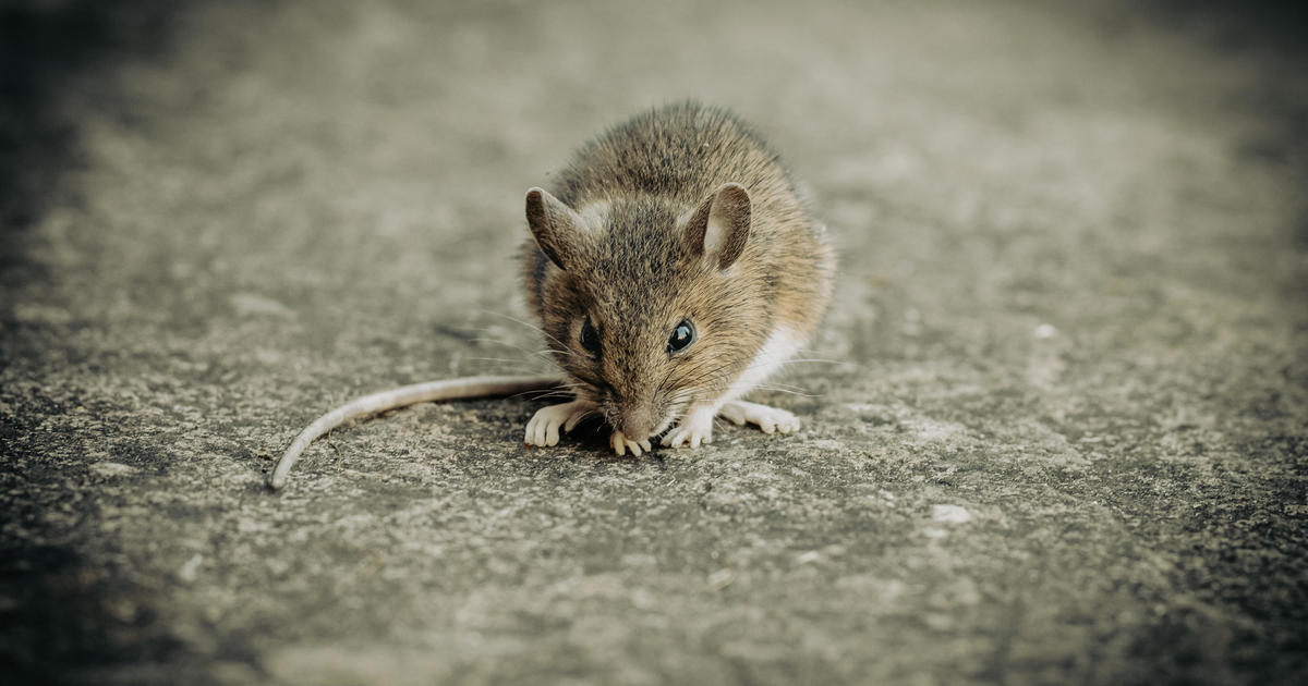 Flight makes emergency landing after live mouse climbs out of in-flight meal
