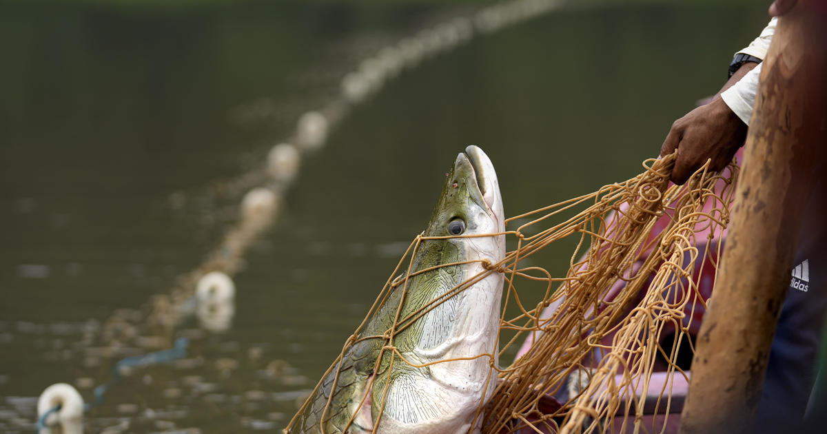 Severe droughts threaten sustainable catch of the Amazon’s giant fish, the giant pirarucu