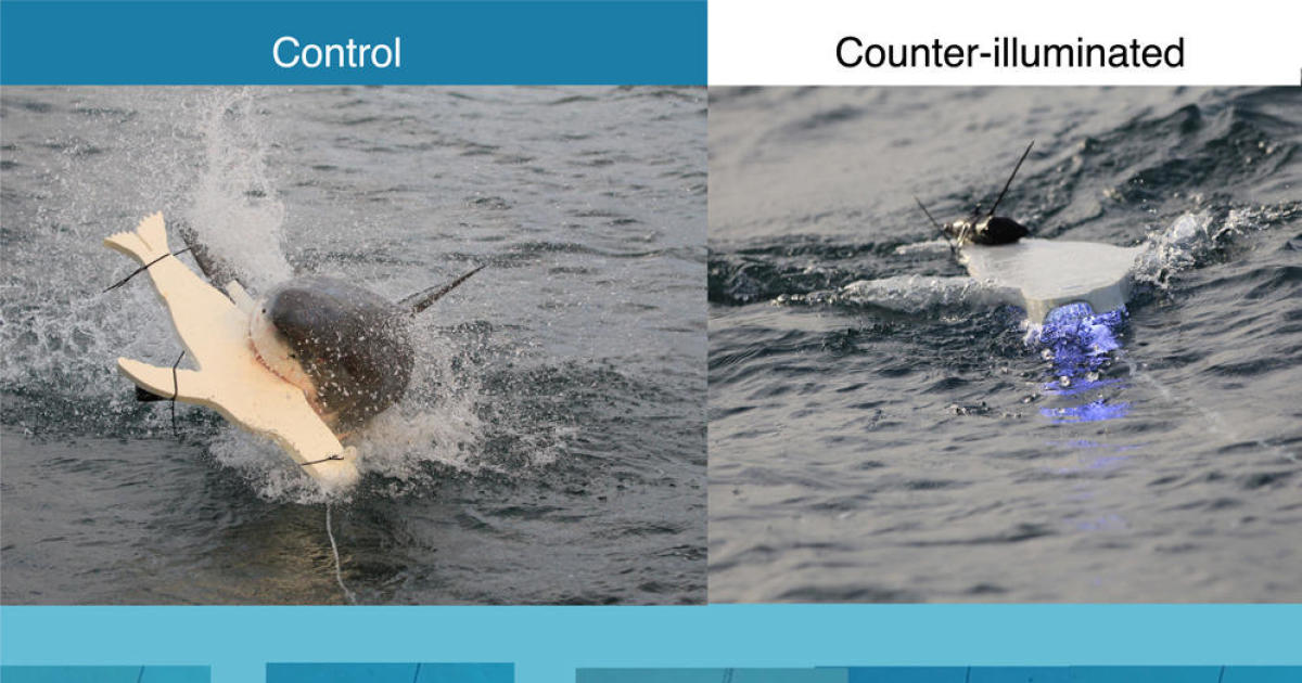 Study finds great white sharks less likely to attack surfboards with bright lights: “Like an invisibility cloak”