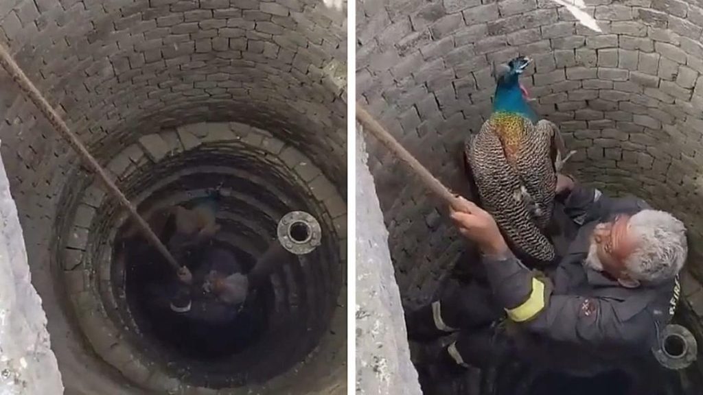 Fireman rescues peacock from 70ft deep well in India