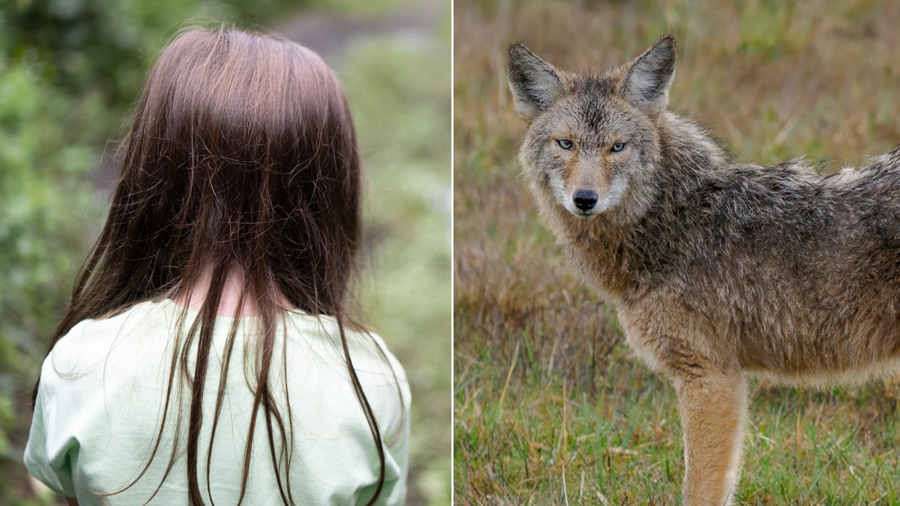 Coyotes reportedly terrorizing Washington neighborhood