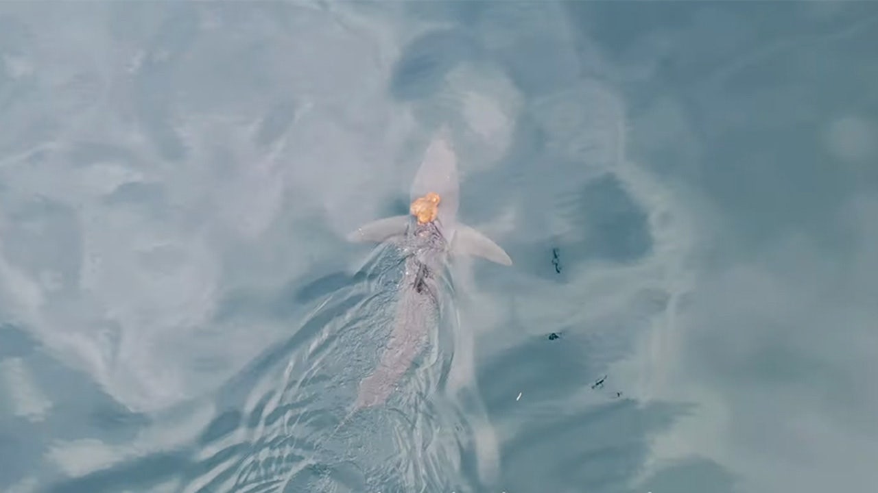 Scientists capture rare sighting of octopus riding shark on camera