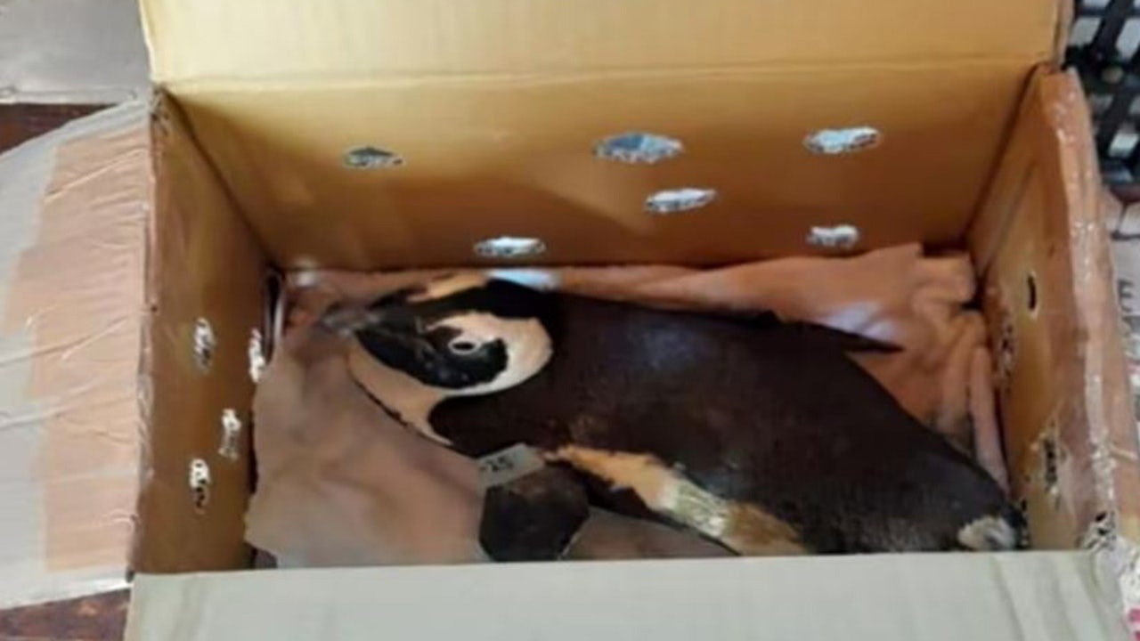 Penguin contributed to South Africa helicopter crash: authorities