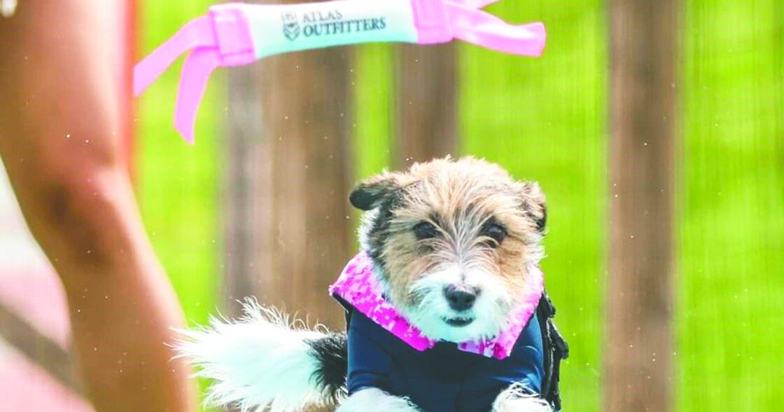Local diving dog to be on televised competition | Local News