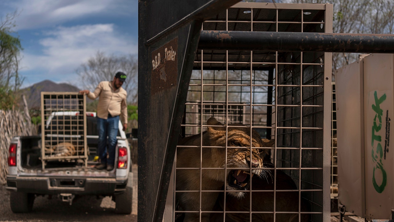 Tigers, elephants among hundreds of animals escaping cartel violence in Mexico