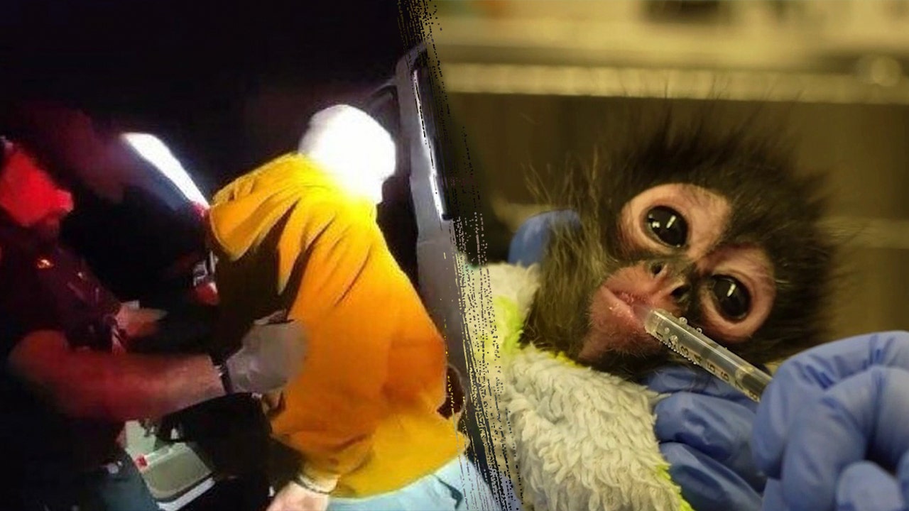 Spider monkey seized during California methamphetamine bust