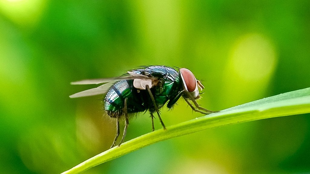 New World Screwworm outbreak in Mexico halts US livestock imports amid threat