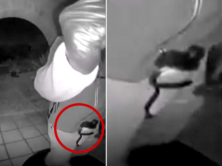 suspect gun zoom 3