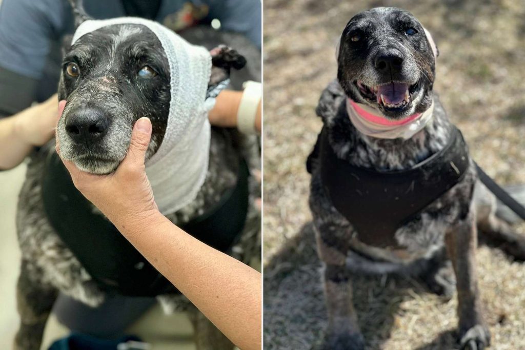 Perrita mayor y medio ciega se enfrenta a un oso y salva a su familia; así fue su hazaña