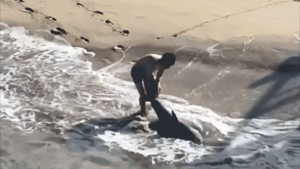 Video shows young fisherman wrestle shark in pounding surf