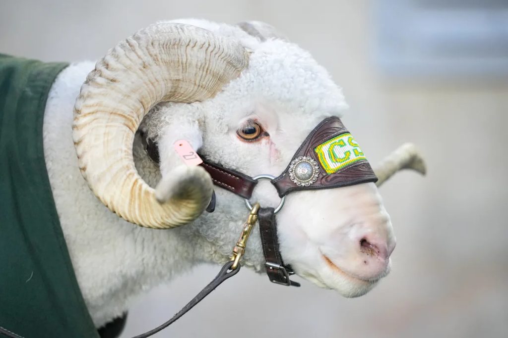 Colorado State has another head coach position open