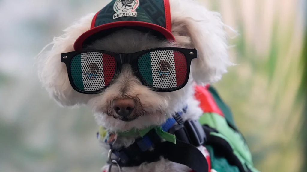 He’s Got the Jersey, the Shades, and a Bike Basket: A Dog Is the World Cup’s Breakout Star