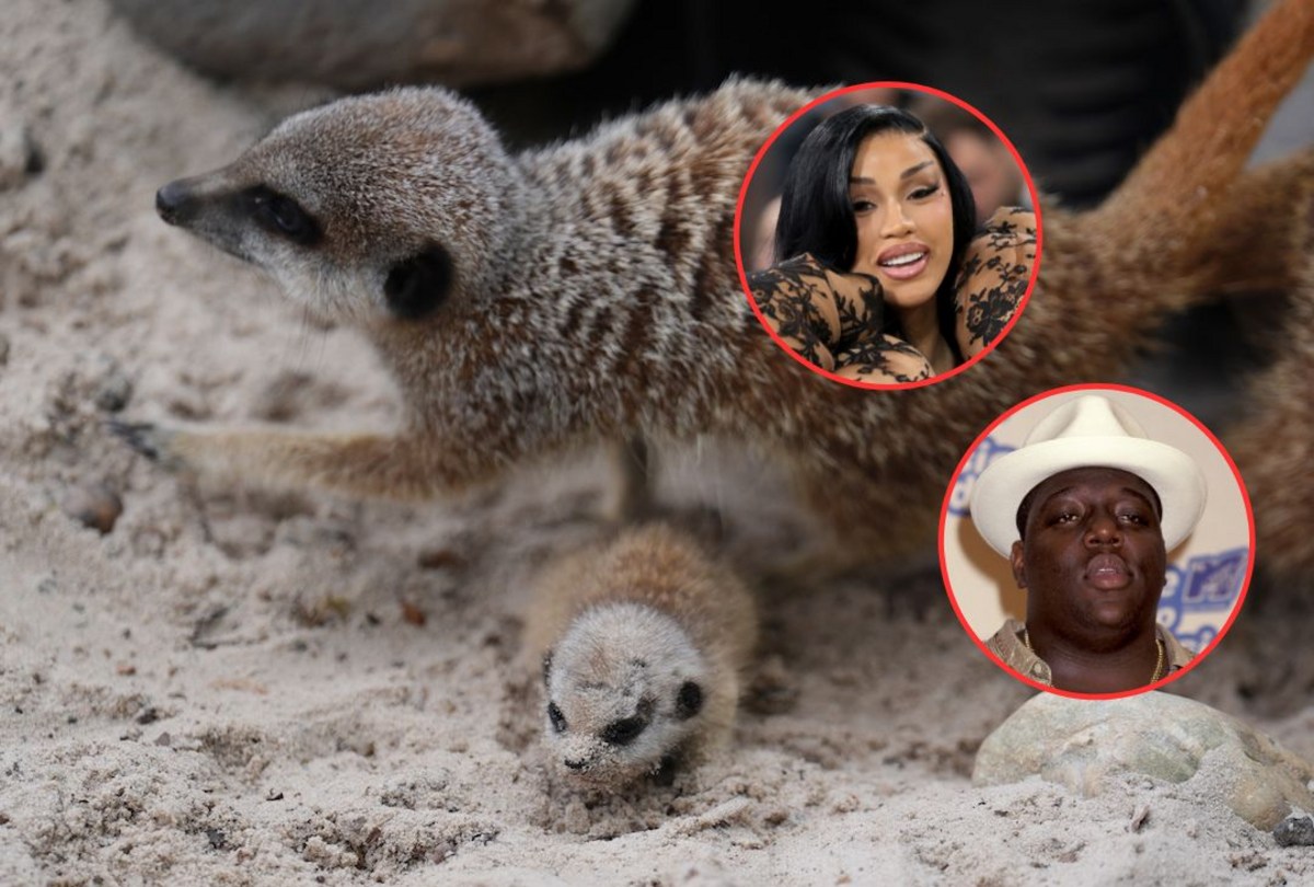 Meerkats Named After Cardi B and Biggie Welcome 5th Pup Litter