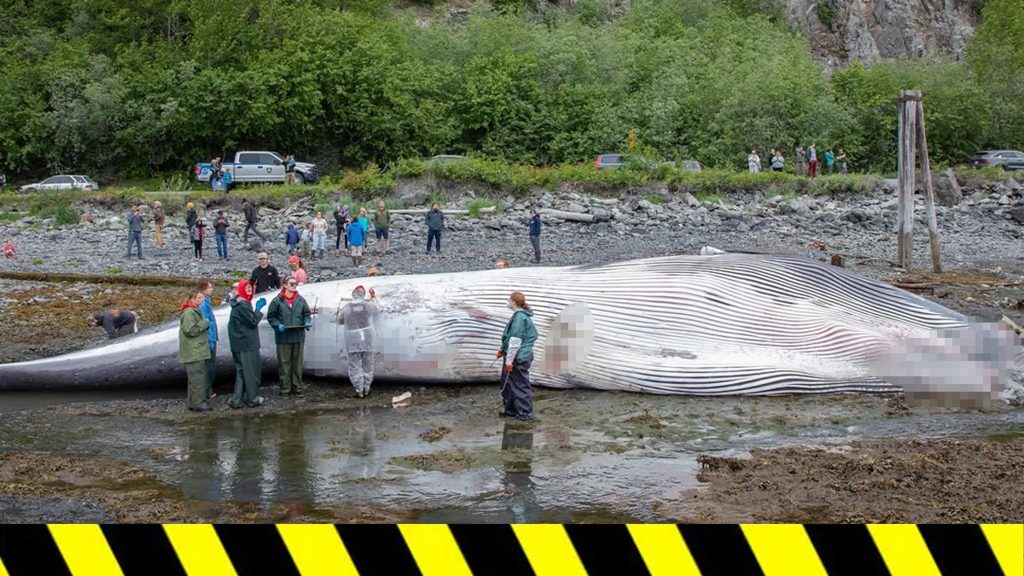Dead Endangered Whale Found on Bow of Cruise Ship Arriving in Alaska