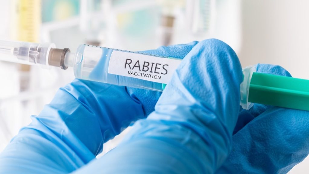 Ontario boy dies of rabies infection after bat exposure, CMAJ reports