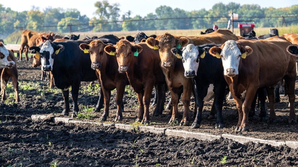 Ranchers are ready to feed America. Washington keeps getting in the way