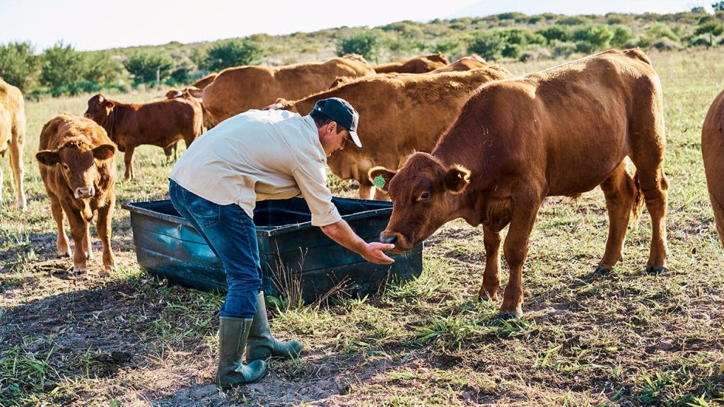 Cattle farmer says US beef imports rising as domestic herds shrink